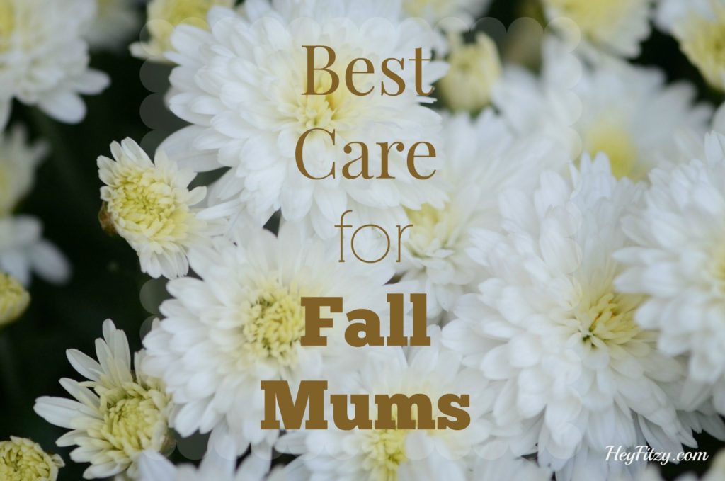 hey fitzy, mum care, diy, best care for mums