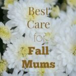 fall mum care